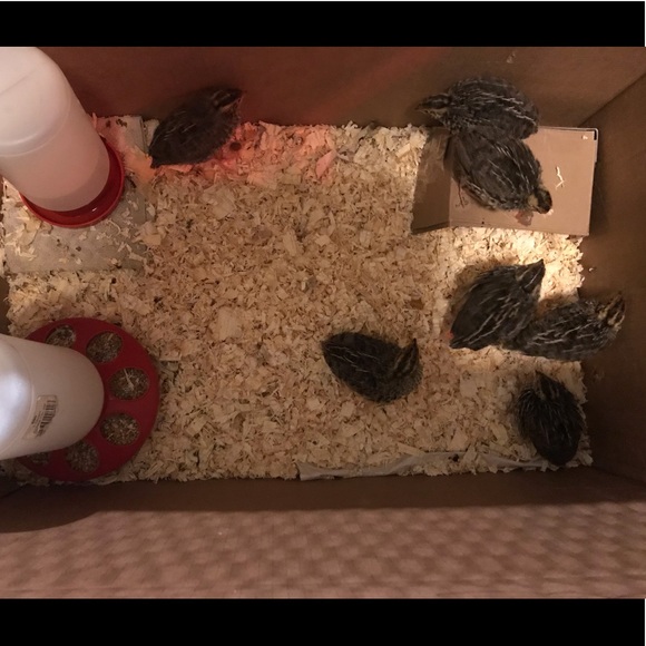 Meet your Posher, Crystal! 💋 - Picture 3 of 4